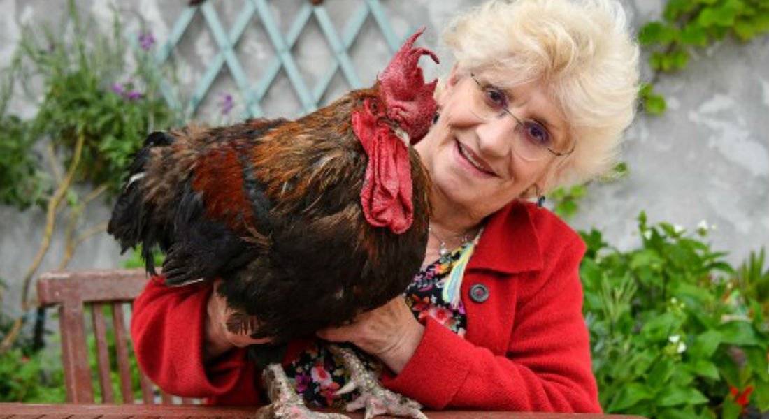 Gallo Maurice