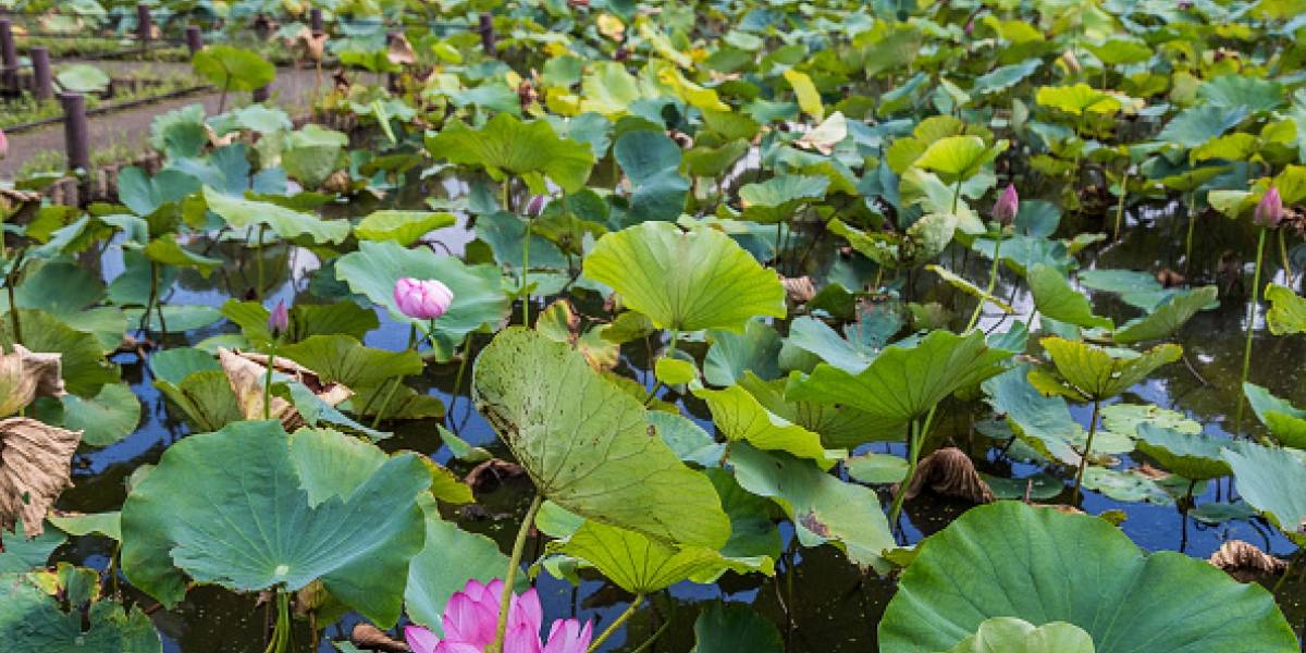 Extinción de plantas se aceleró 500 veces Extinción de plantas se aceleró 500 veces