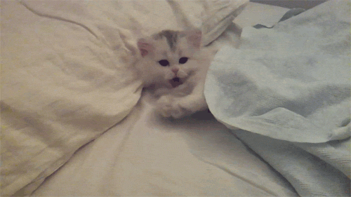 gato