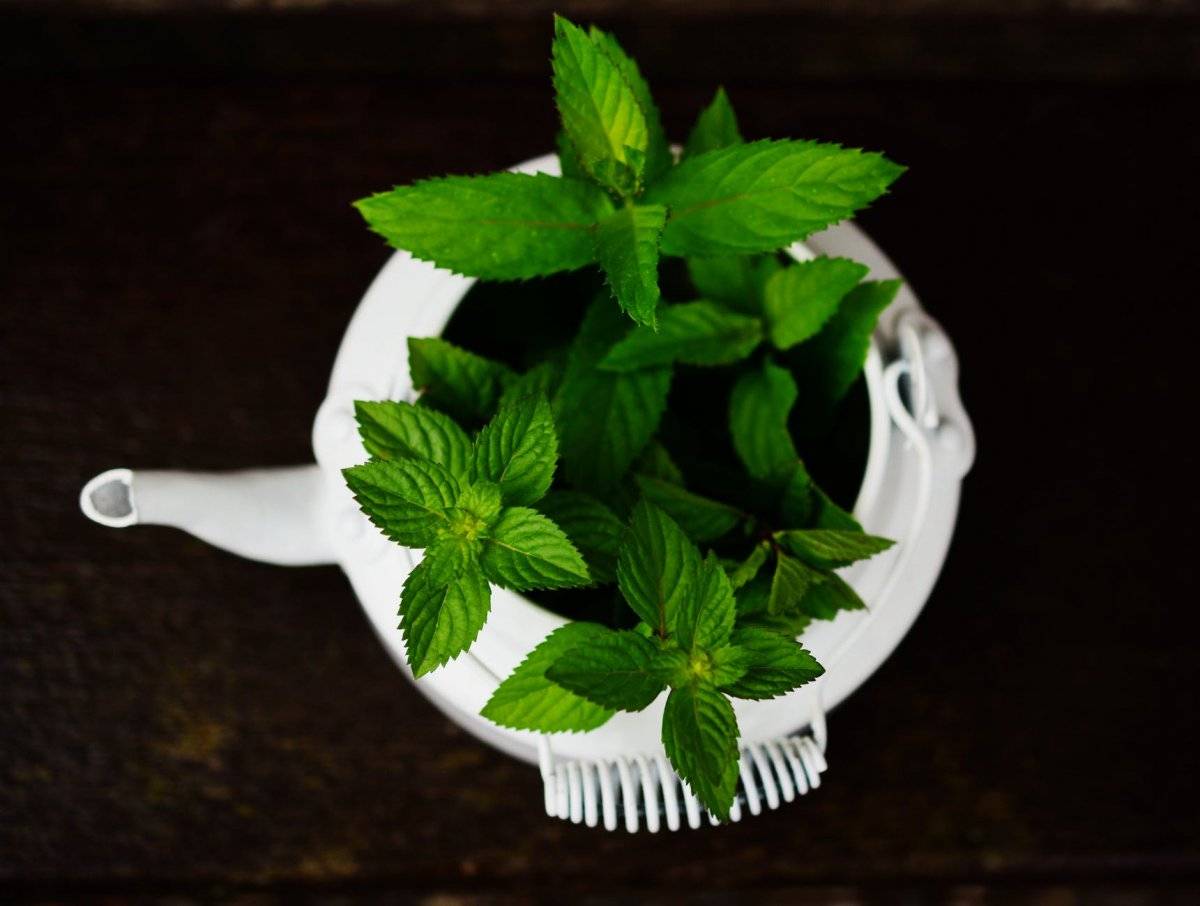 té de hierbabuena