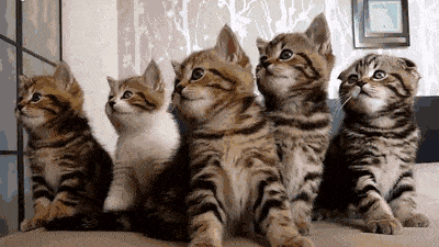 gato
