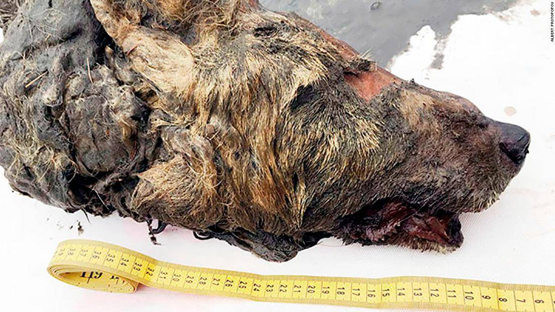 Encuentran en Rusia la cabeza conservada de un lobo que vivió hace miles de años