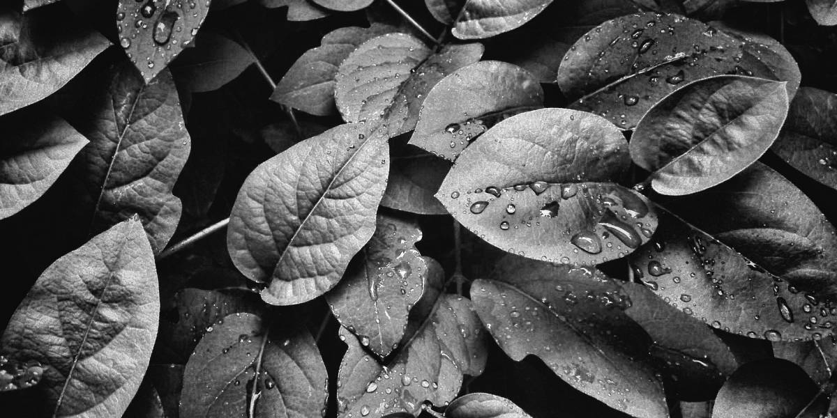 Preocupante: Las plantas también están sufriendo una extinción masiva de especies