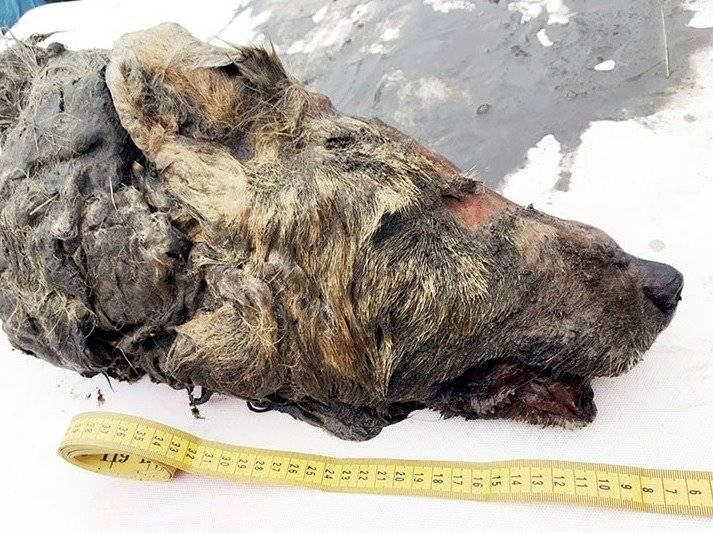cabeza lobo gigante