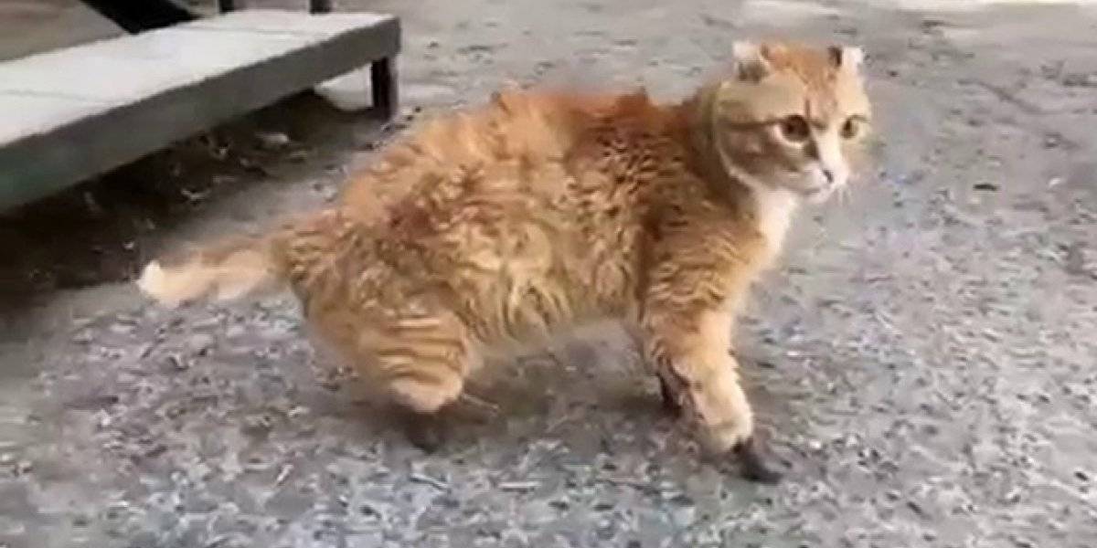 El primer gatito biónico de la Tierra la historia de Ryzhik el felino que volvió a caminar gracias a sus patas de titanio