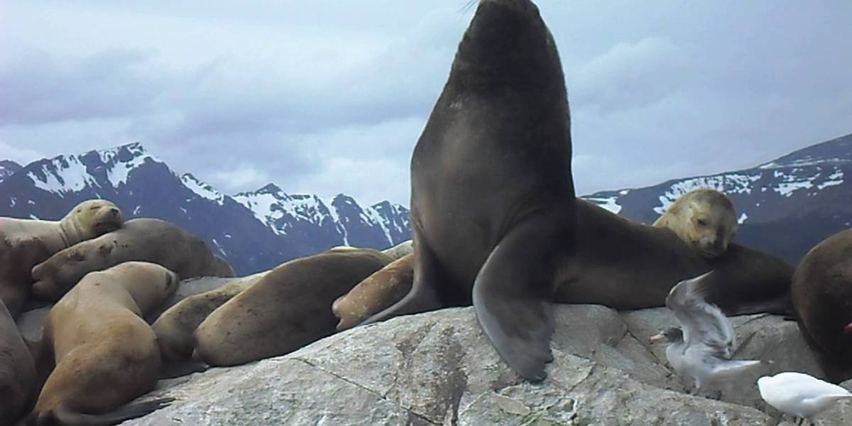 Pescador en Chile propone la creación de una Orca mecánica para ahuyentar a los Lobos Marinos