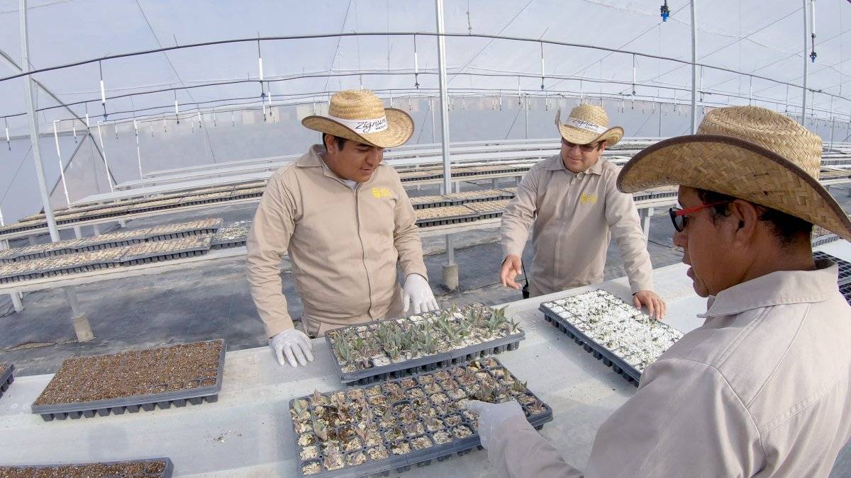 Aprende sobre la elaboración del mezcal a través de un tour en Oaxaca