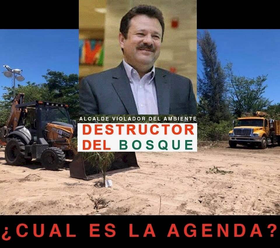 alcalde carolina
