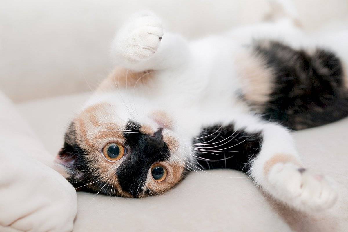 pet