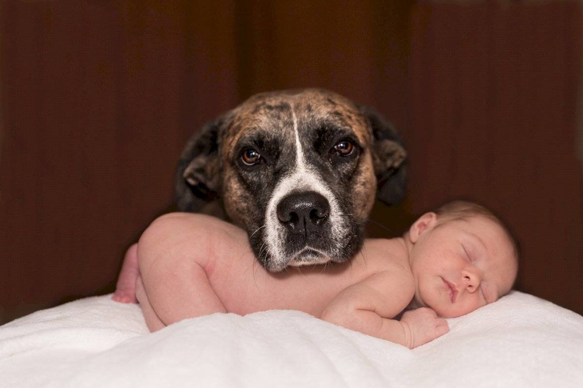 pet