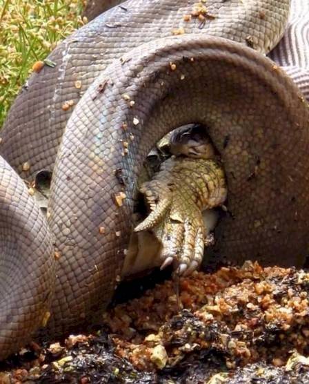 Cobra píton jacaré