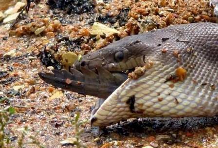 Cobra píton jacaré