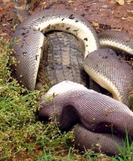 Cobra píton jacaré
