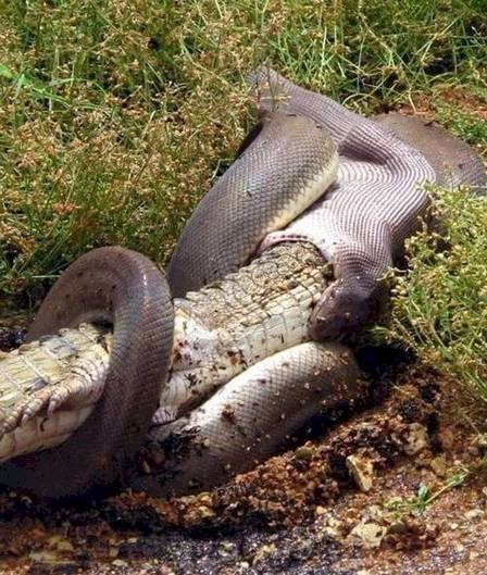 Cobra píton jacaré