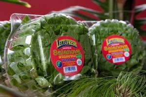 Lechuga
