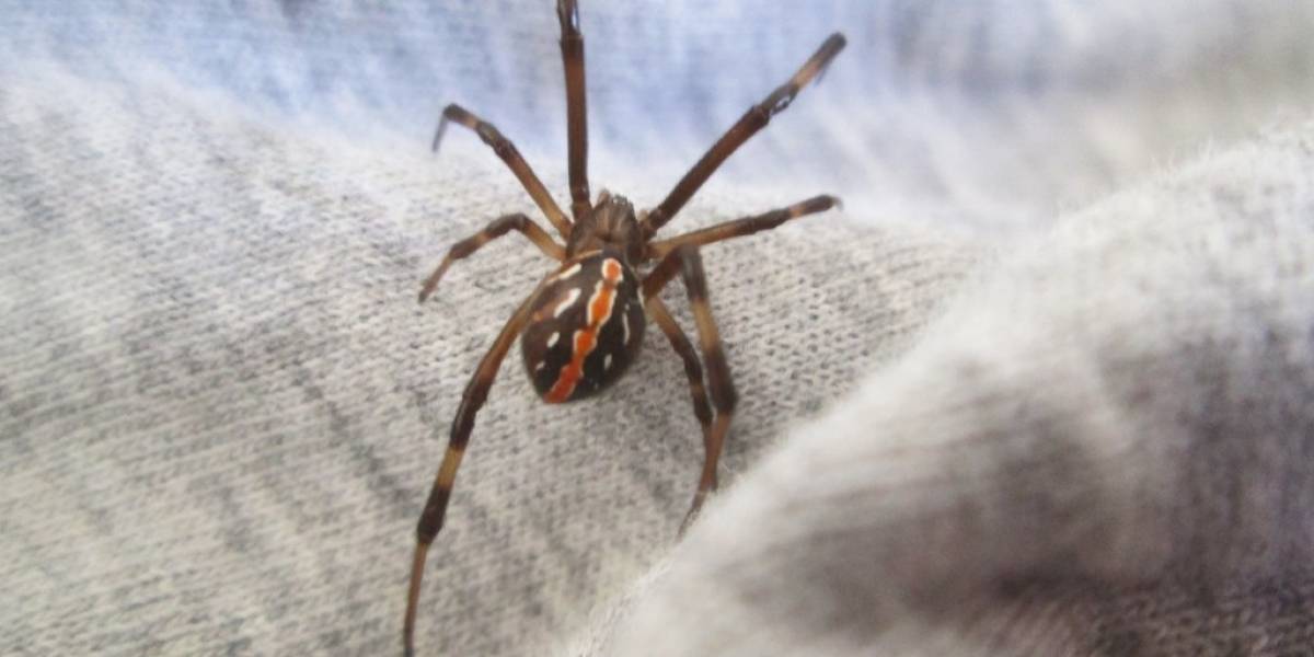 OJO aracnofóbicos: En Chile encontraron dos nuevas especies de arañas venenosas