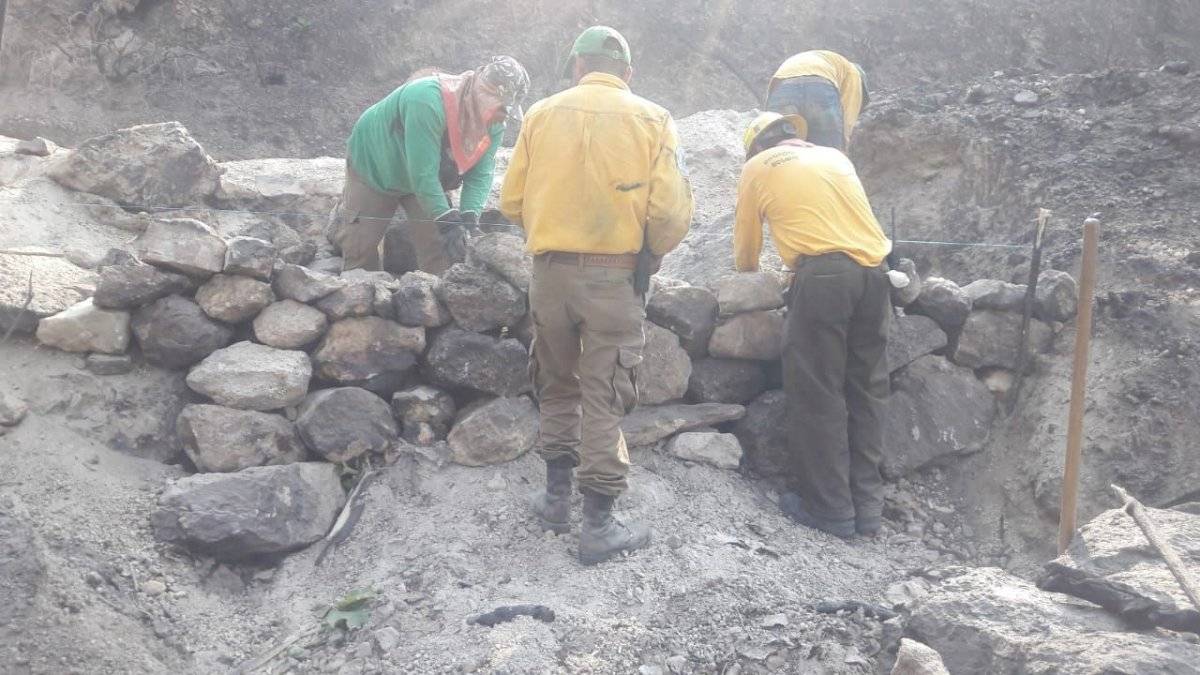 Piden paciencia con las reforestaciones de La Primavera