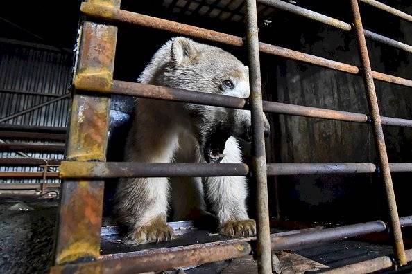 oso polar Norilsk