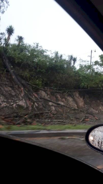 árbol cae