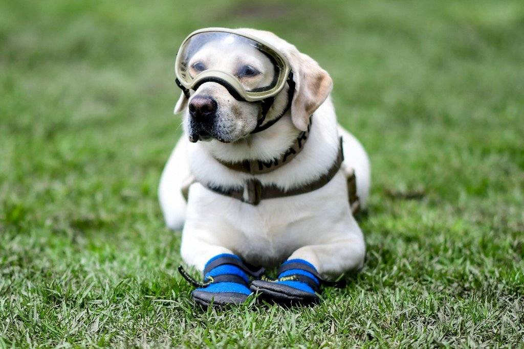 Frida, perrita rescatista