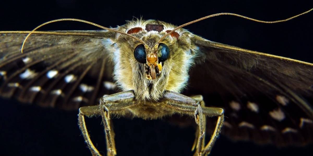 Científicos descubren que insectos pueden trasladar gérmenes muy peligrosos al interior de los hospitales