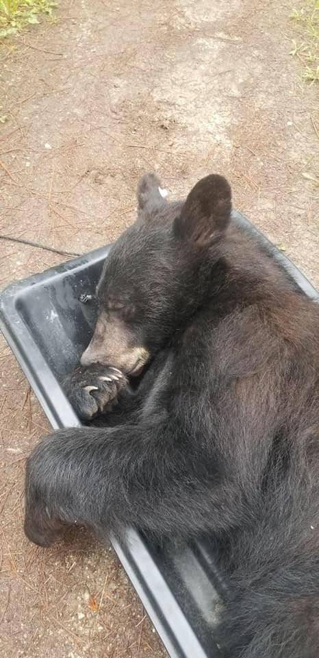 Urso guarda-roupa