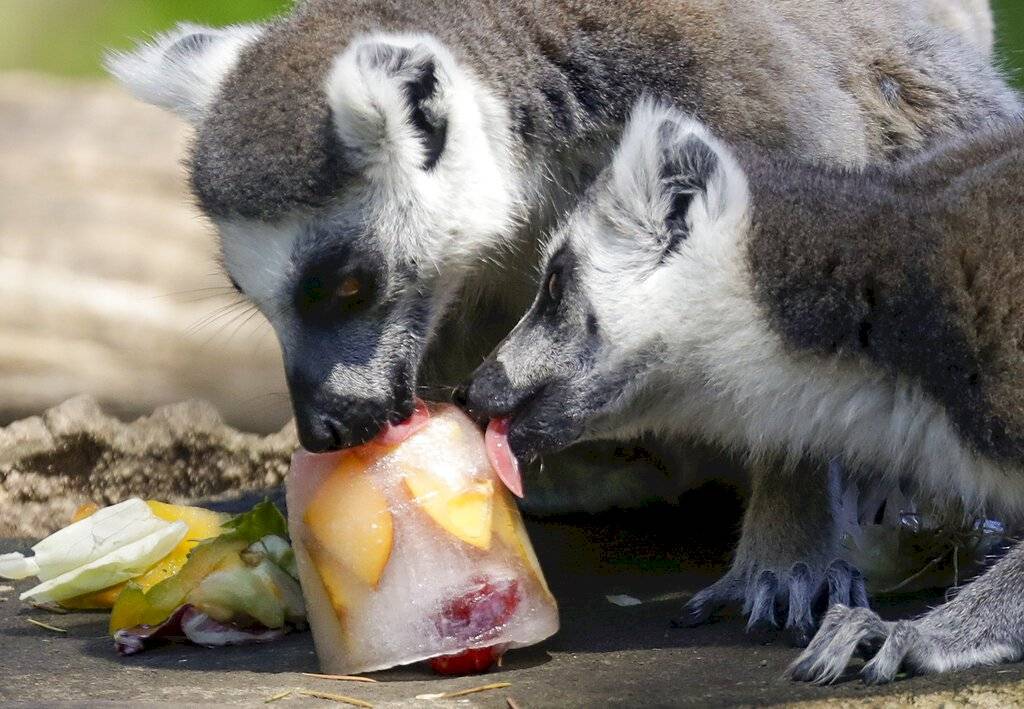 Zoo de Roma