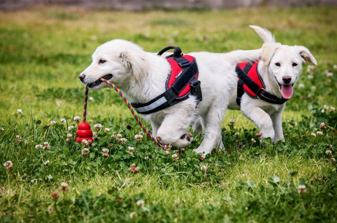 Athena y Odín