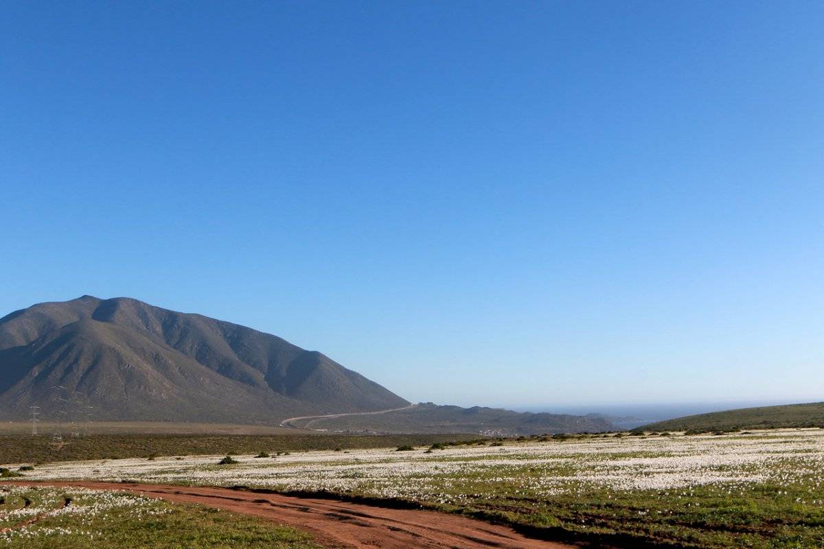 la higuera
