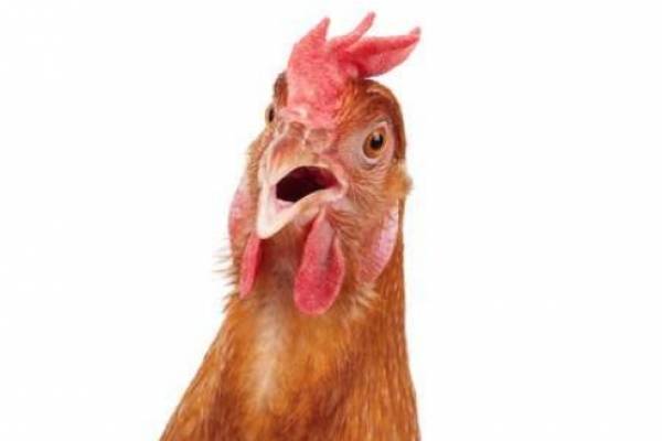 pollo