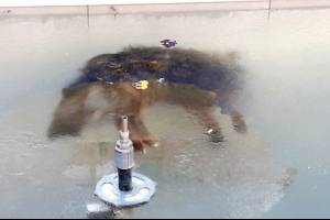 Foto de perro congelado en Bolivia