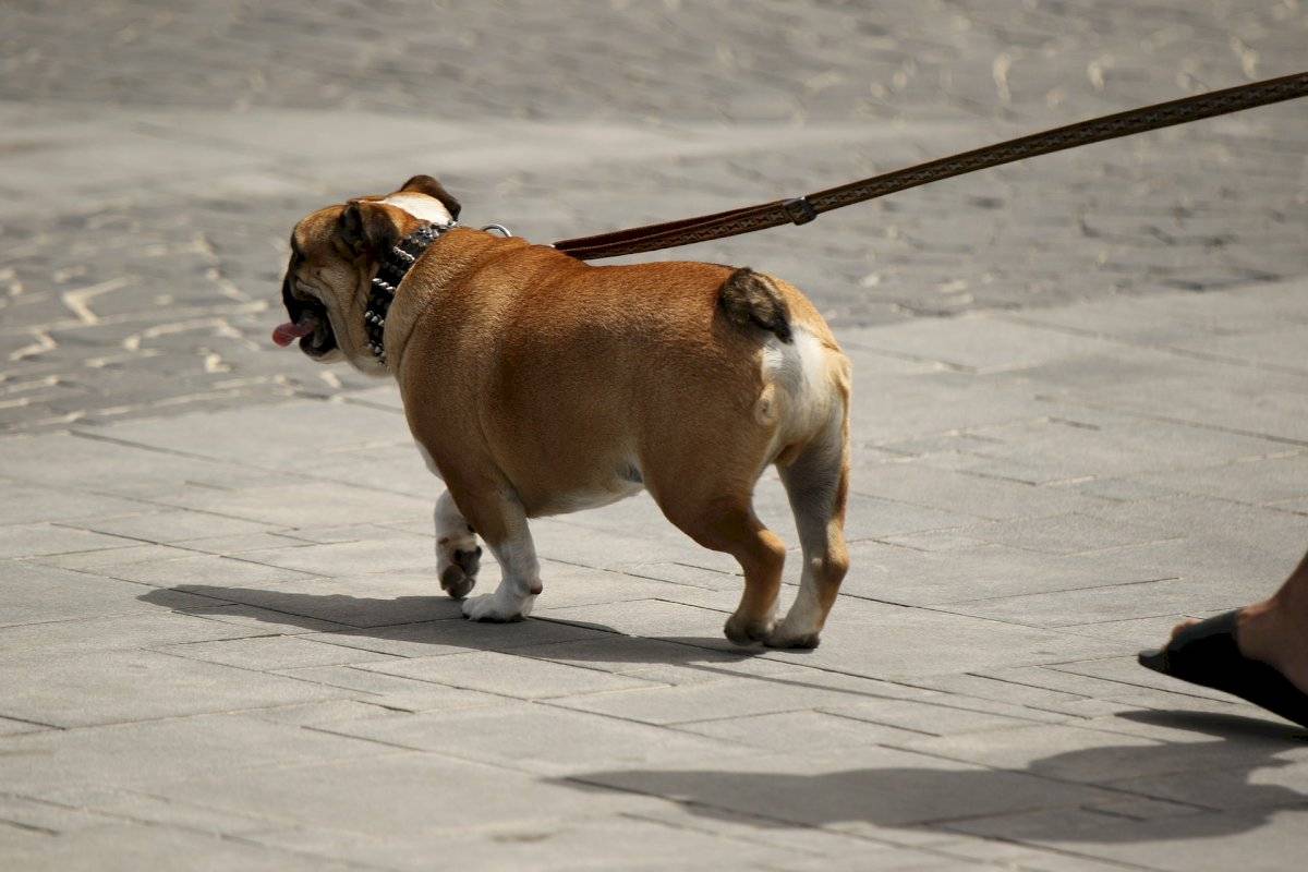 Cachorro