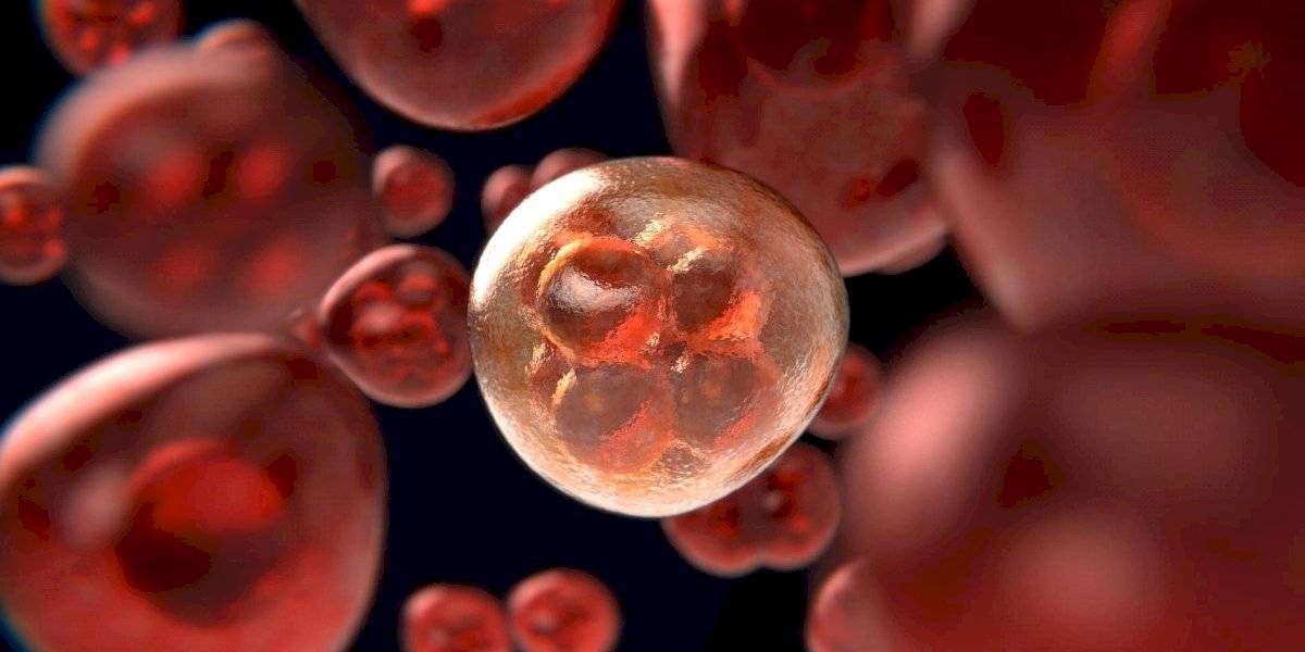 Tomate pode dieta cetogenica