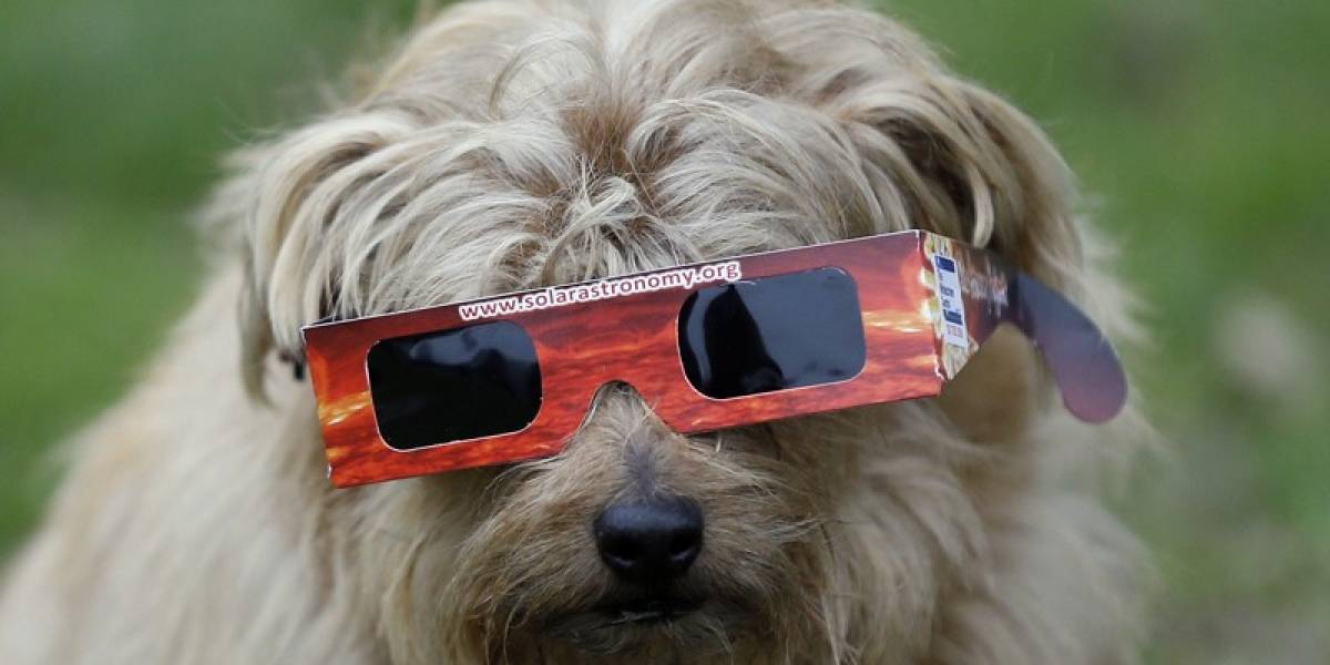 ¿Qué cuidados hay que tener con tus perros y gatos durante el eclipse solar?