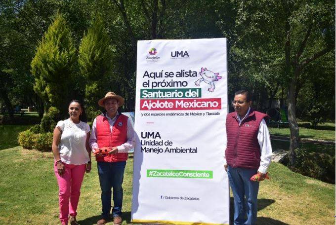 Ajolote tlaxcala Ajolote tlaxcala