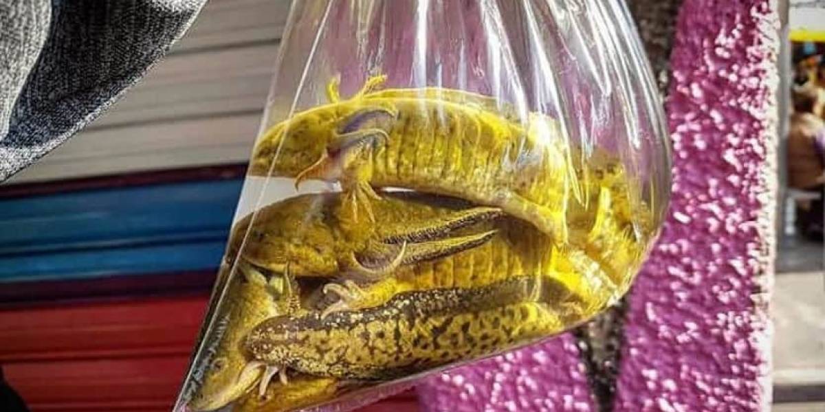 En Tlaxcala están vendiendo ajolotes para su consumo humano