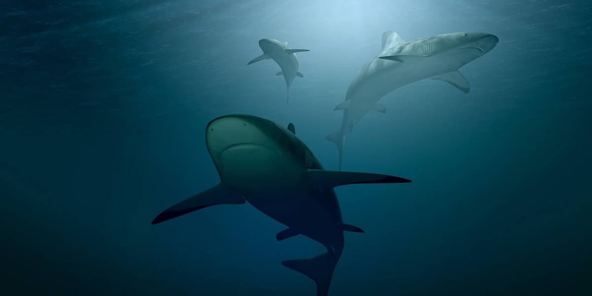 Increíble pero cierto: Descubren tiburones vivos nadando dentro de un volcán activo