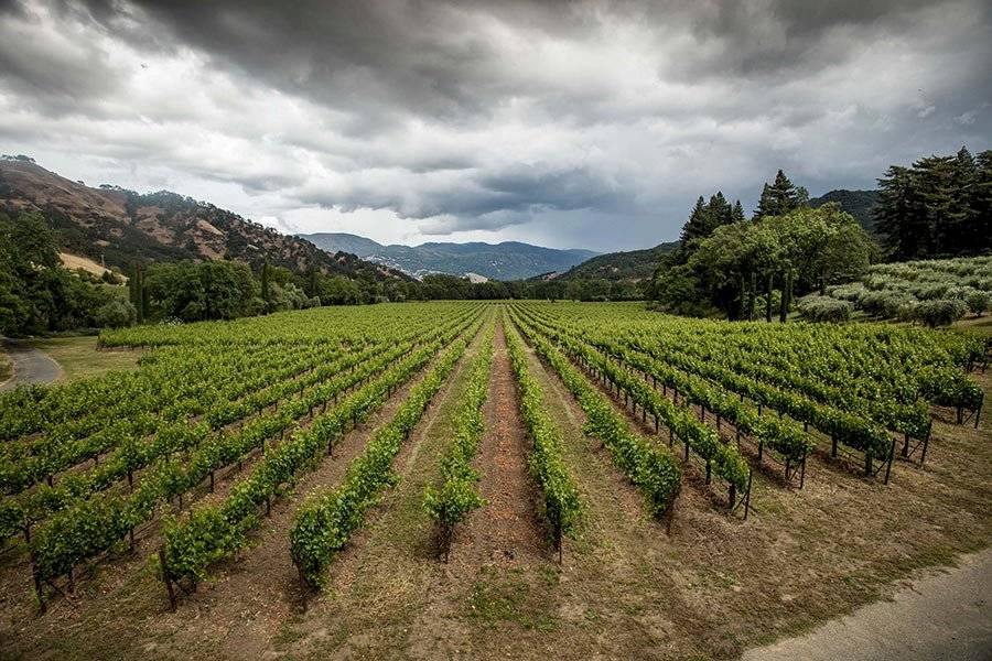 Vinos Orgánicos