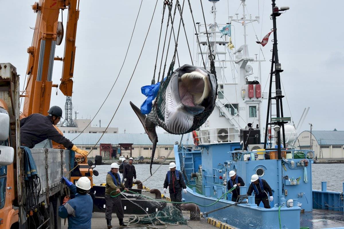 Caza de ballenas en Japón