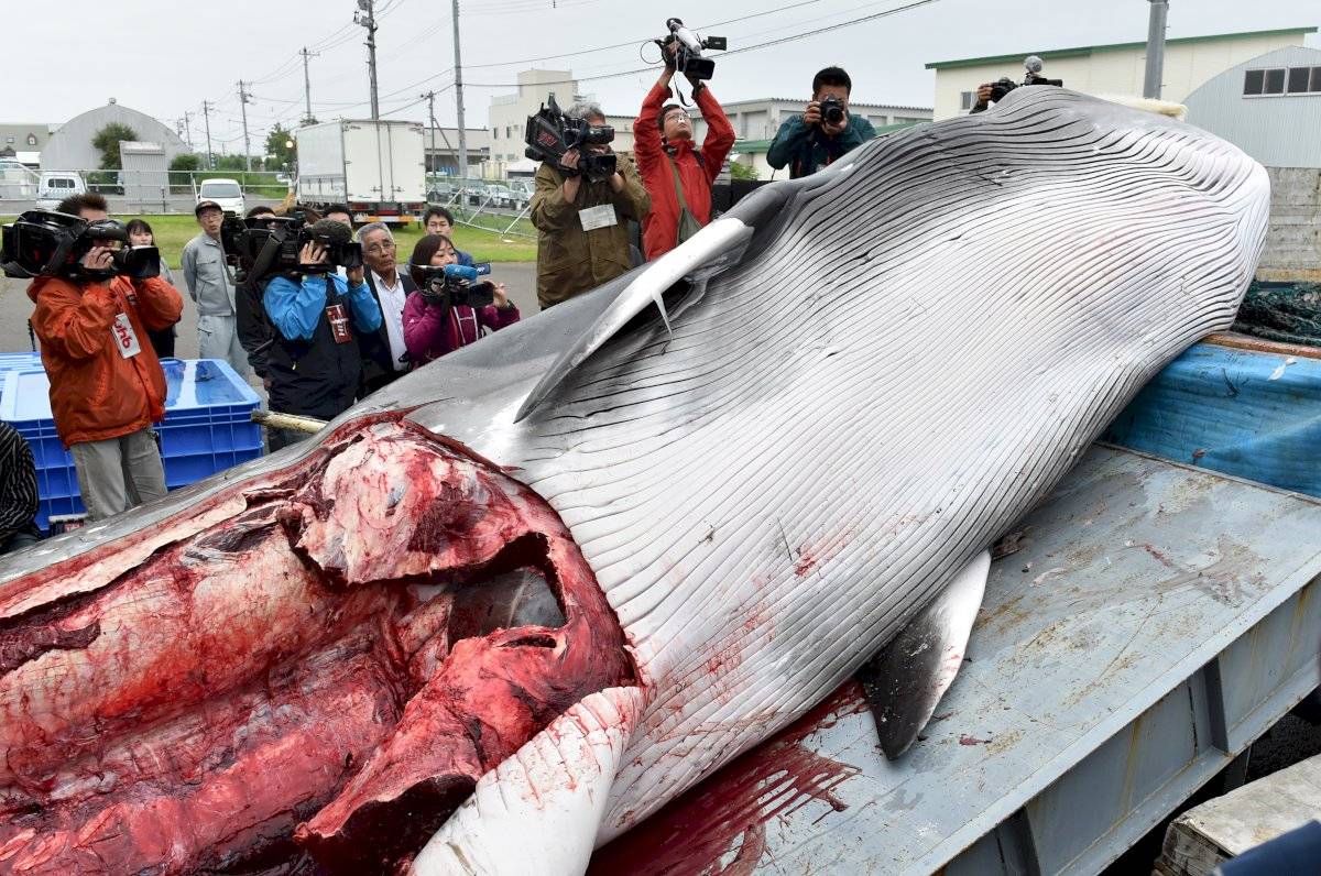 Caza de ballenas en Japón