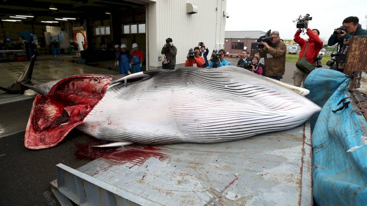 Caza de ballenas en Japón