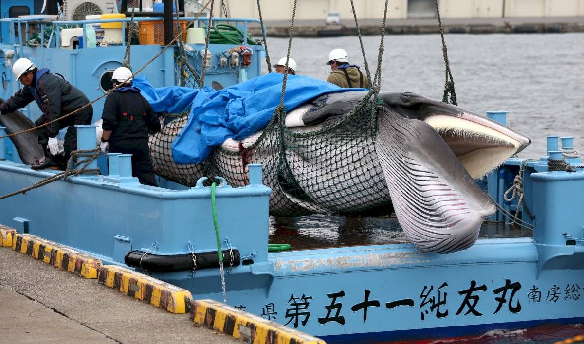 Caza de ballenas en Japón