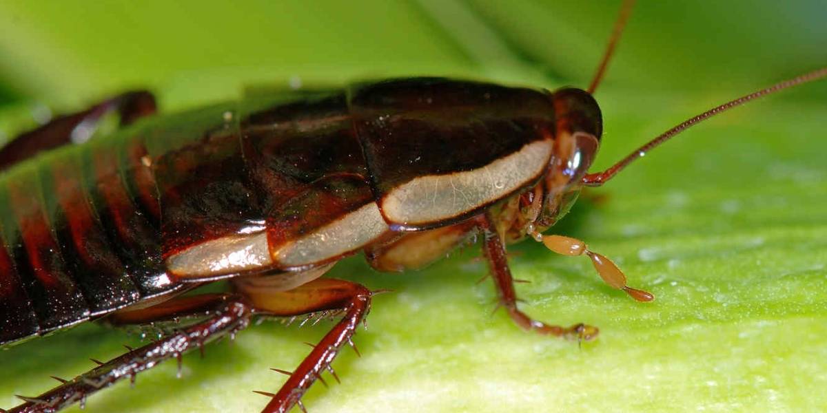 Cucarachas superpoderosas: Son inmunes a los insecticidas
