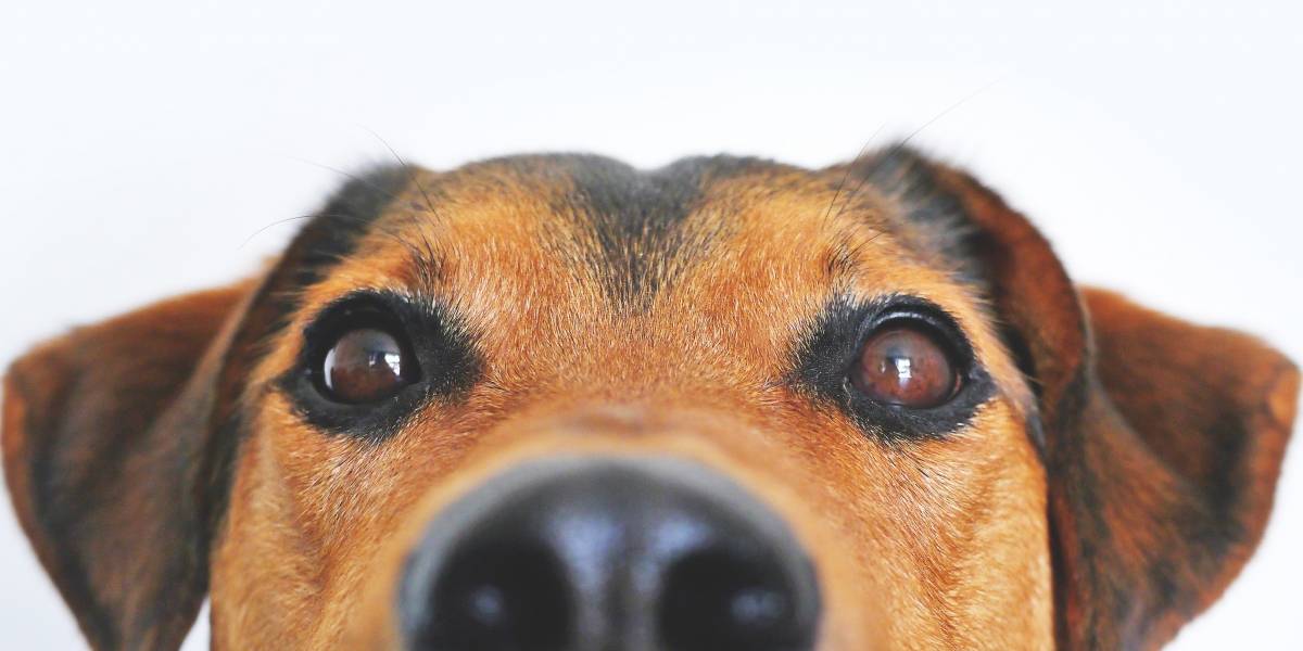 Estudio asegura que los humanos hemos logrado alterar la estructura cerebral de los perros