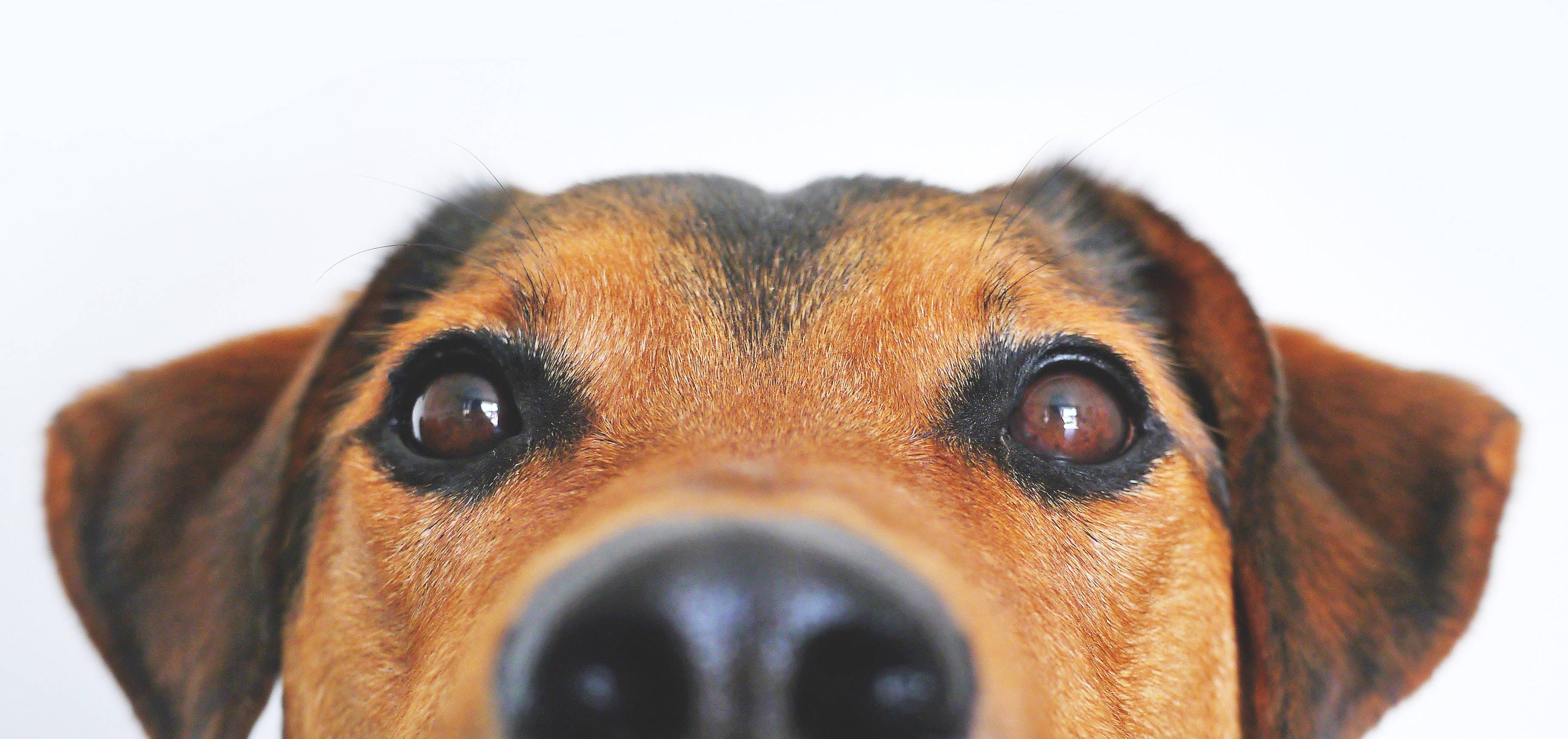 Estudio asegura que los humanos hemos logrado alterar la estructura cerebral de los perros Estudio asegura que los humanos hemos logrado alterar la estructura cerebral de los perros