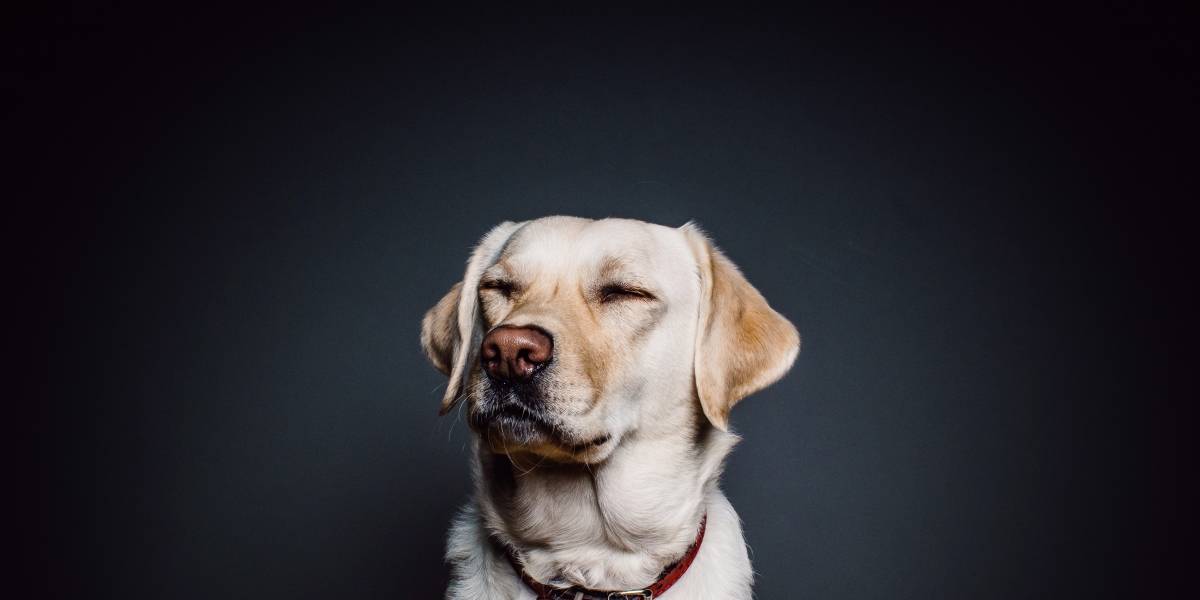 Tu perro podría estar en peligro: Estados Unidos relaciona 16 marcas de comida para mascotas con enfermedades cardíacas