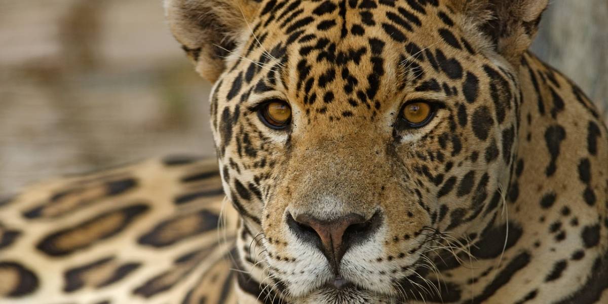 Ante sequía en México, instalan bebederos para evitar que especies en peligro de extinción mueran de sed