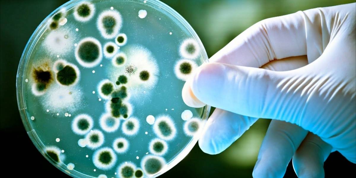 Grave: Detectan 22 casos de infección pulmonar en Chile causada por hongo tropical