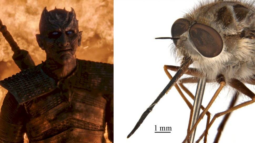 El curioso insecto que recibió el nombre de uno de los personajes de Game of Thrones