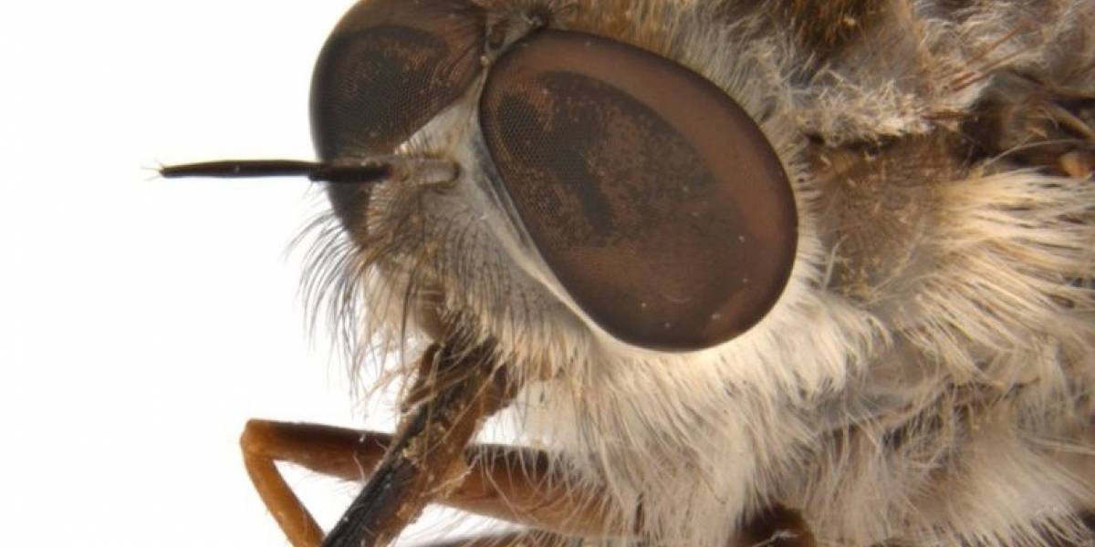 El curioso insecto que recibió el nombre de uno de los personajes de Game of Thrones